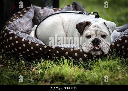 Schöne Hunde Stockfoto