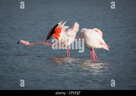 Säugetiere und Vögel Italiens leben in Freiheit Stockfoto