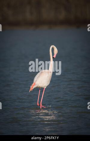 Säugetiere und Vögel Italiens leben in Freiheit Stockfoto