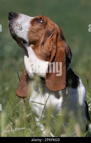 Schöne Hunde Stockfoto