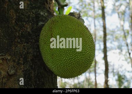 Eine große wachsende Jakobsfrucht aus einem Baumstamm (Artocarpus Heterophyllus)