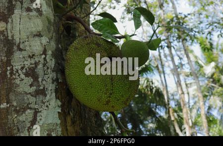 Eine reife und beschädigte Jack Fruit mit einer zarten Jack Fruit wächst auf einem Baumstamm Stockfoto