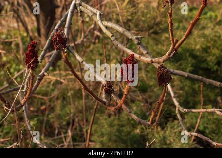 Sumac mit Hirschgeweih im Frühling. Große Zweige von Rhus typhina L mit den leuchtend roten Früchten des letzten Jahres. Stockfoto