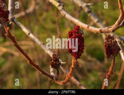 Sumac mit Hirschgeweih im Frühling. Große Zweige von Rhus typhina L mit den leuchtend roten Früchten des letzten Jahres. Stockfoto