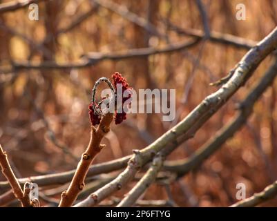 Sumac mit Hirschgeweih im Frühling. Große Zweige von Rhus typhina L mit den leuchtend roten Früchten des letzten Jahres. Stockfoto