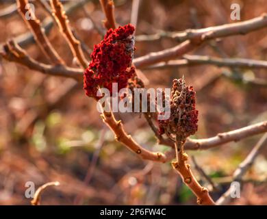 Sumac mit Hirschgeweih im Frühling. Große Zweige von Rhus typhina L mit den leuchtend roten Früchten des letzten Jahres. Stockfoto