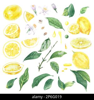 Aquarelle Zitronen, Blätter und Blumen, handbemalt im botanischen Stil, für Feiertage, Hochzeiten und Essensgestaltung. Clipart Citrus Tropical Stockfoto