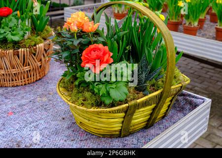 Strauß von bunten Blumen in einer grünen Box auf dem Holzboden Stockfoto