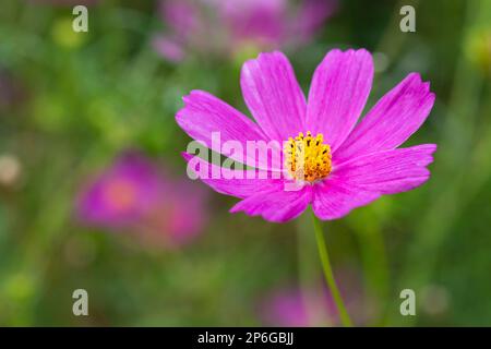 Wunderschöne lila Cosmos-Blüten im Garten. Violette Blumenfotos. Cosmos bipinnatus, gemeinhin als Garten-Kosmos oder mexikanischer Aster bezeichnet. Stockfoto