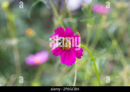 Hummeln bedeckt mit Pollen im Sommer mit kosmosischen Blüten Stockfoto