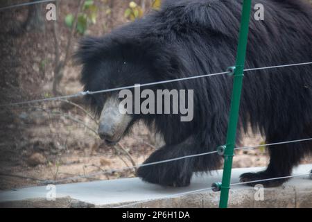 Indianischer Bär im Bannerghatta-Nationalpark Bangalore im Zoo. Forest Wildlife Sanctuaries in Karnataka India Stockfoto