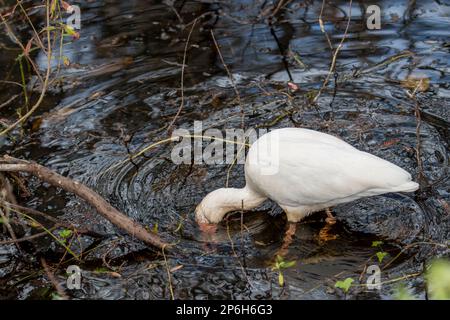 Naples, Florida; Corkscrew Swamp Sanctuary. Weißes Ibis, (Eudocimus albus) Suche nach Flusskrebsen und Fröschen im Sumpf. Stockfoto