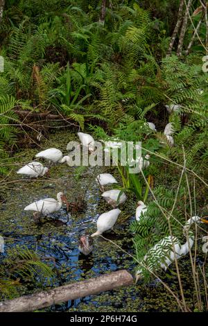 Naples, Florida; Corkscrew Swamp Sanctuary. Eine Herde weißer Ibis (Eudocimus albus), die nach Flusskrebsen und Fröschen im Sumpf sucht. Stockfoto