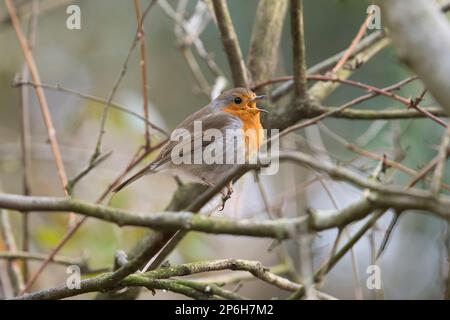 Robin (Erithacus rubecula) singt im Spätwinter Stockfoto