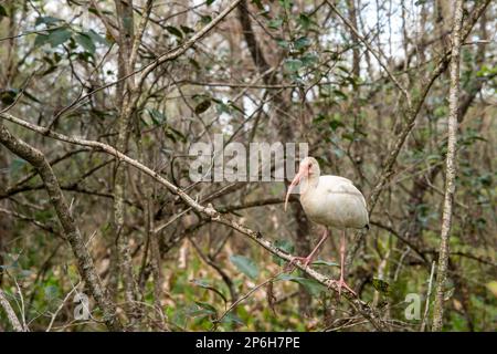 Naples, Florida; Corkscrew Swamp Sanctuary. Weißer Ibis für Erwachsene (Eudocimus albus), hoch oben auf einem Ast in den Everglades. Stockfoto