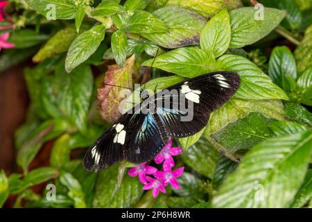 Mackinac Island, Michigan. Schmetterlingshaus. Draufsicht auf Doris Longwing-Schmetterling (Laparus doris, Heliconius doris). Stockfoto