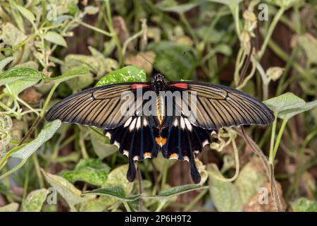 Mackinac Island, Micihgan. Schmetterlingshaus. Weiblicher großer Mormonenschwanzschwanz, Papilio memnon ruht auf grüner Vegetation. Stockfoto