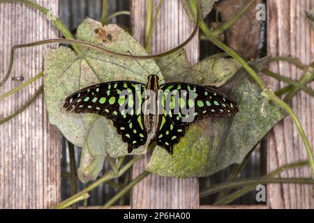 Macinac Island, Micihgan. Schmetterlingshaus. Ein beschatteter Jay-Schmetterling, Graphium agamemnon. Ein tropischer Schmetterling, der zur Familie der Schwalbenschwänze gehört. Stockfoto