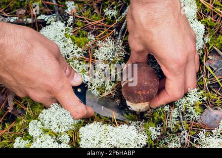 Die Person (nur die Hände) pflückt im Wald Pilze aus Pinienbolete Stockfoto