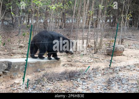 Indianischer Bär im Bannerghatta-Nationalpark Bangalore im Zoo. Forest Wildlife Sanctuaries in Karnataka India Stockfoto