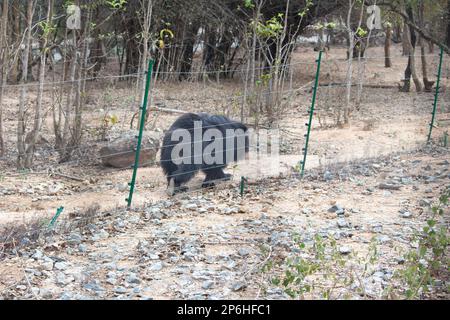 Indianischer Bär im Bannerghatta-Nationalpark Bangalore im Zoo. Forest Wildlife Sanctuaries in Karnataka India Stockfoto