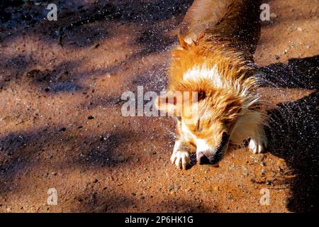 Wet Dog, Duck Toller Stockfoto