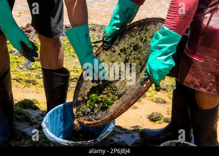 Salvador, Bahia, Brasilien - 27. Oktober 2019: Zwei Freiwillige reinigen den Strand von Rio Vermelho nach einer Ölpest durch ein Schiff vor der brasilianischen Küste. S Stockfoto