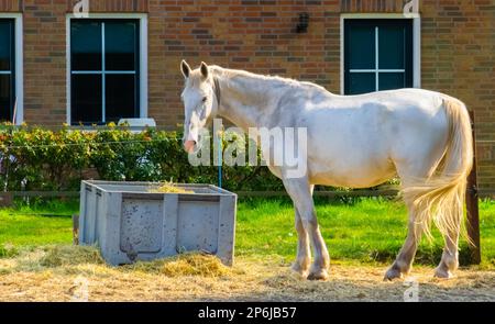 Porträt eines weißen Pferdes im Stall, beliebte Spezies für Pferdezucht und Reiten Stockfoto