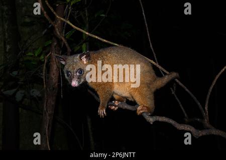 Gewöhnlicher Strauchschwanz Possum (Trichosurus vulpecula), der nachts im Regenwald auf einer Gliedmaße liegt, Atherton Tablelands, Far North Queensland, FNQ, QLD, Stockfoto