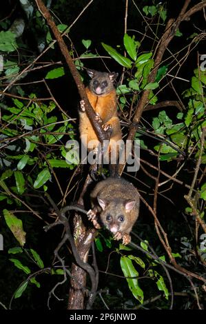 Zwei Possums (Trichosurus vulpecula), die nachts im Regenwald auf einer Gliedmaße sitzen, Atherton Tablelands, Far North Queensland, FNQ, Stockfoto