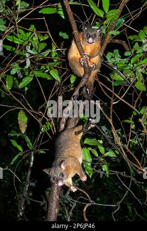 Zwei Possums (Trichosurus vulpecula), die nachts im Regenwald auf einer Gliedmaße sitzen, Atherton Tablelands, Far North Queensland, FNQ, Stockfoto