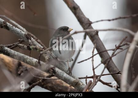 Dunkeläugiger junco auf einem Ast Stockfoto