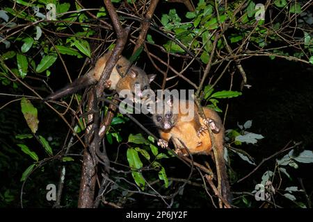 Zwei Possums (Trichosurus vulpecula), die nachts im Regenwald auf einer Gliedmaße sitzen, Atherton Tablelands, Far North Queensland, FNQ, Stockfoto