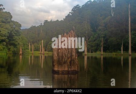 Überflutete Bäume im Lake Elizabeth, Great Otway National Park Stockfoto
