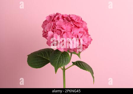 Zweig einer Hortensienpflanze mit zarten Blüten auf rosa Hintergrund Stockfoto