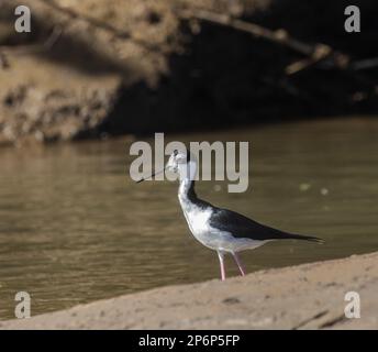 Ein schwarzer Stilt am Ufer des Tarcoles in Costa Rica Stockfoto