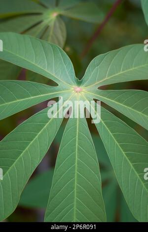 Nahaufnahme einer lebendigen und gesunden Kassava oder eines manisch heißen Pflanzenblattes, das den Rahmen mit unscharfem Gartenhintergrund, auch bekannt als Maniok, Yuca, bedeckt Stockfoto