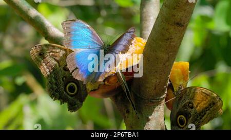 Nahaufnahme eines blauen Morphium-Schmetterlings, der Flügel öffnet, während er Banane isst Stockfoto