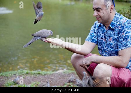 Kaneohe, Oahu, Hawaii, USA, - 7. Februar, 2023: Taube landet auf der Hand eines Mannes, um Samen zu essen Stockfoto