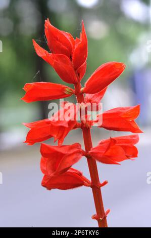 Dornrosenfoto, Rosenblume im Morgentau, Wassertropfen auf einer Blume, Hornrose, wunderschöne Blume, Blume aus der Nähe, Rosenblütenfoto, Blumenfoto, m Stockfoto