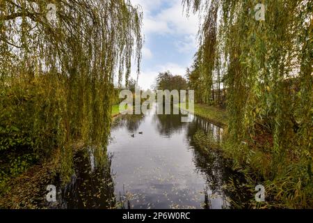 Ein paar Bäume und Wasser mitten in einem Gebiet, das so aussieht, als ob es fallen würde oder Winter Stockfoto