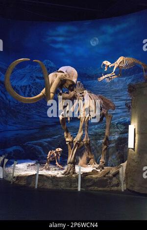 Ein wolliges Mammut-Fossil Stockfoto