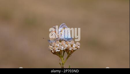 Zwei blaue Schmetterlinge zusammen, Plebejus idas Stockfoto