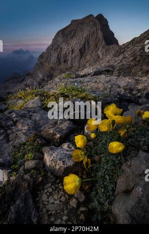 Foto von einigen gelben Mohnblumen bei Sonnenaufgang vor dem Berg Tofana di Mezzo in Cortina d'Ampezzo, Italien Stockfoto