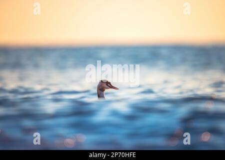 Großer Kammmuschel, der bei Sonnenaufgang im Meerwasser schwimmt Stockfoto