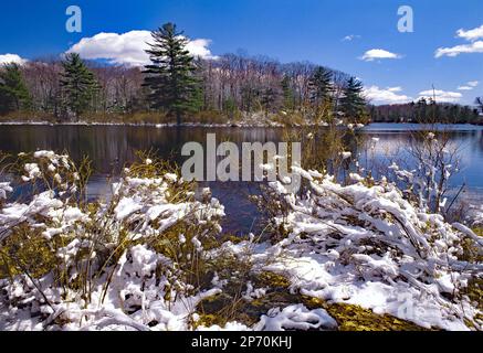 Ein frischer Schneefall am Egypt Meadows Lake in der Bruce Laje State Forest Natural Area, Pocono Mountains, Pennsylvania Stockfoto