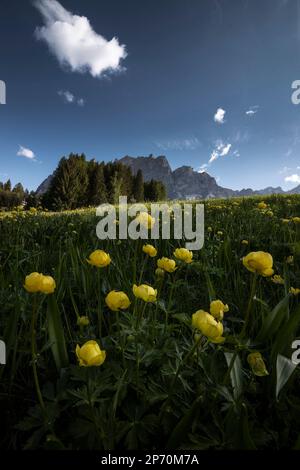 Bild gelber Blumen mit dem Pomagnon im Hintergrund in Cortina d'Ampezzo, Italien Stockfoto