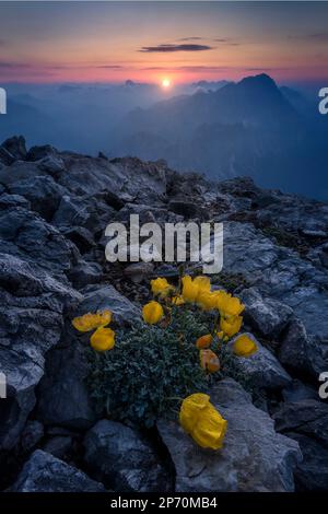 Foto von einigen gelben Mohnblumen bei Sonnenaufgang auf dem Berg Tofana di Mezzo in Cortina d'Ampezzo, Italien Stockfoto