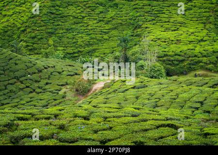 Teeplantagen auf Cameron Highland, Pahang, Malaysia. Landstraße am assam Teegarten. Fußweg durch den grünen Teegarten. Teeplantage-Text Stockfoto