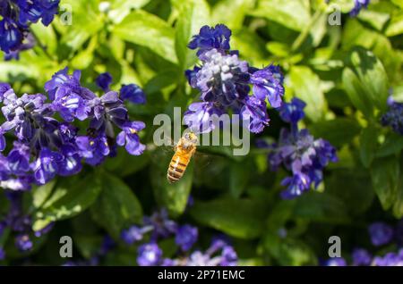 Auftakt von Western Honey Bee, die in einem Garten in Zentral-Texas einen Teaxas Mealy Blue Sage Salvia farinacea bearbeitet und plättet Stockfoto